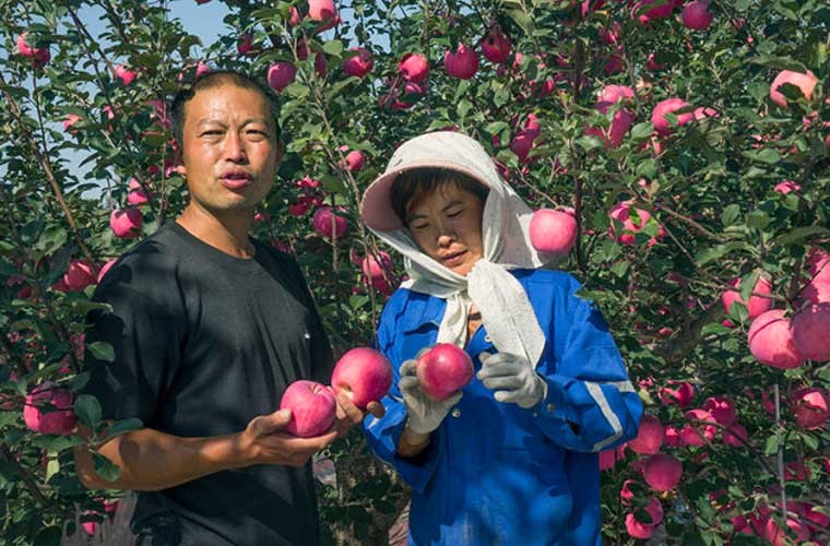 Tới thành phố cảng Yên Đài, tỉnh Sơn Đông vào tháng 10, bạn sẽ ngất ngây trước những khoảnh vườn rộng thênh thang với hàng trăm cây táo đang vào mùa thu hoạch.